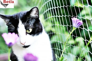 Siatki Będzin - Siatka dla kotów dla terenów Będzina